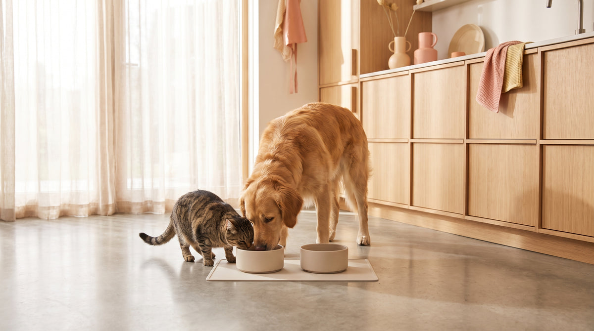 Chien et chat qui mangent chacun leur gamelle de croquettes