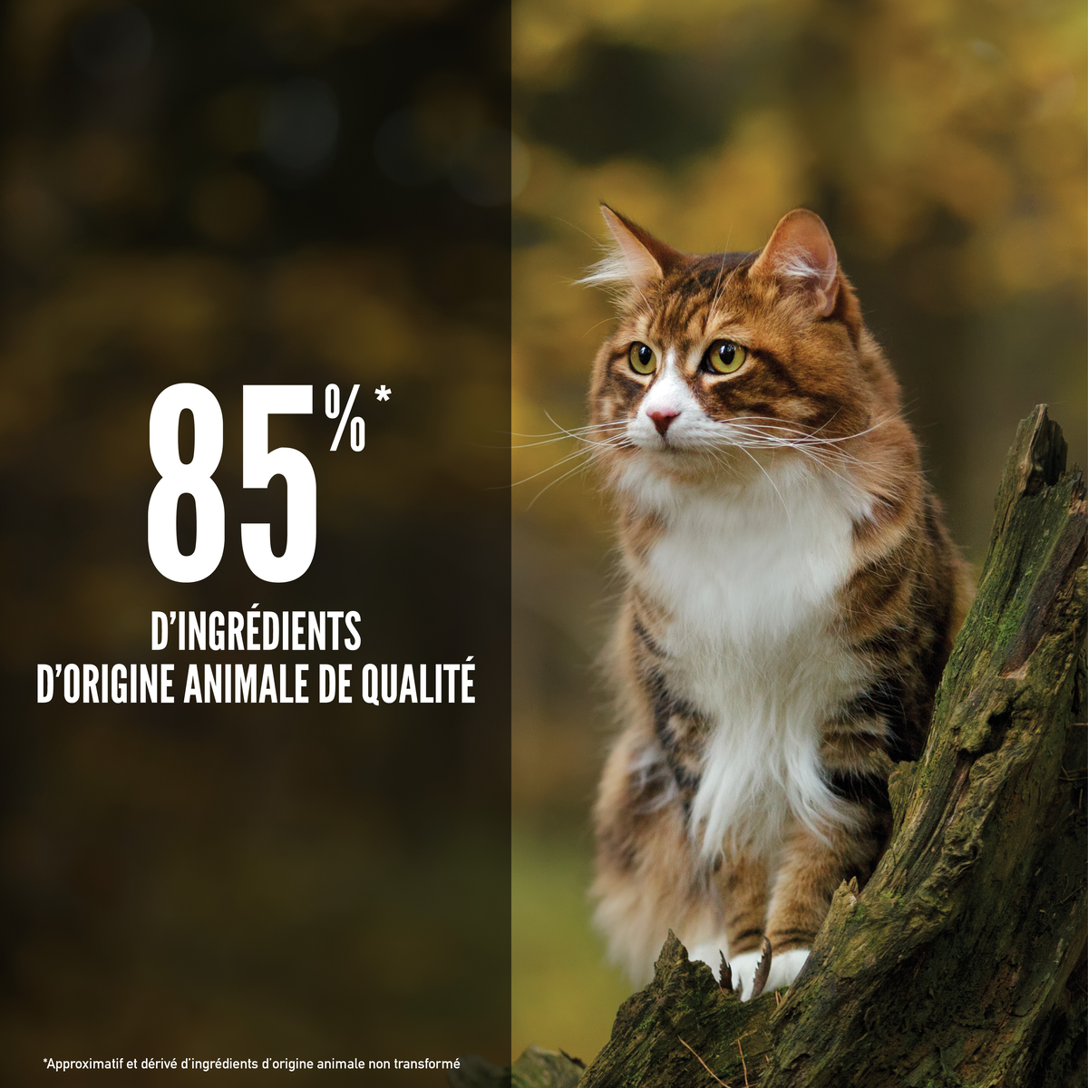 Lot de 2 sacs – ORIJEN Regional Red – Croquettes sans céréales chat aux viandes rouges