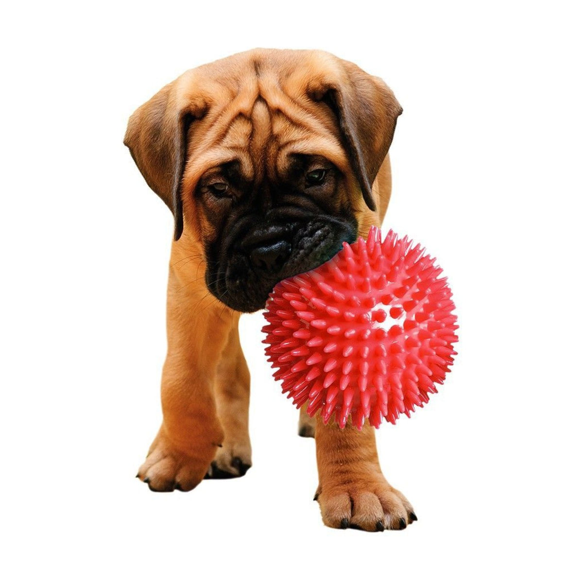 CAMON Balle à picots – Balle dure à mordiller pour chien – photo 4