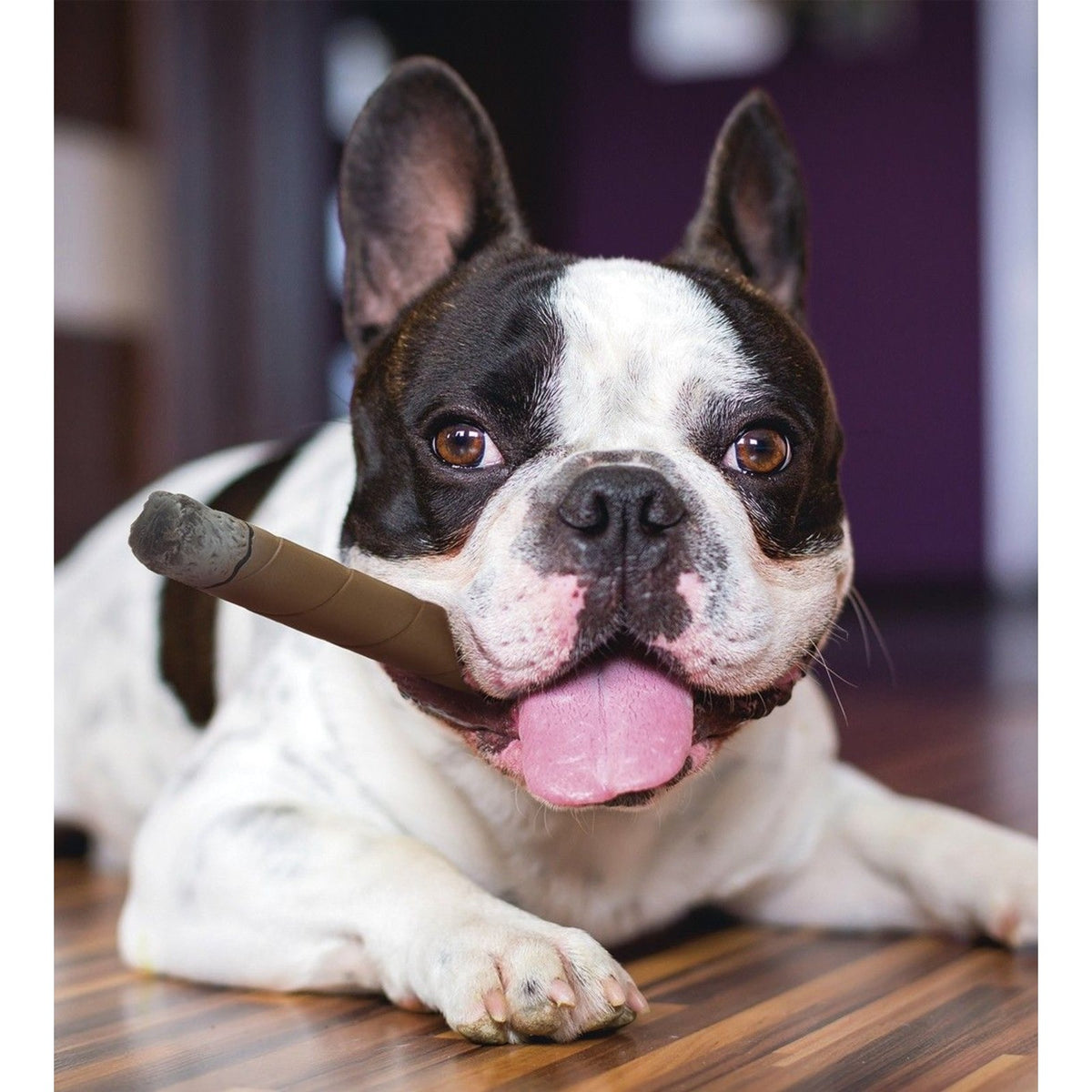 KARLIE Cigare en latex – Petit jouet pour chien – photo 2