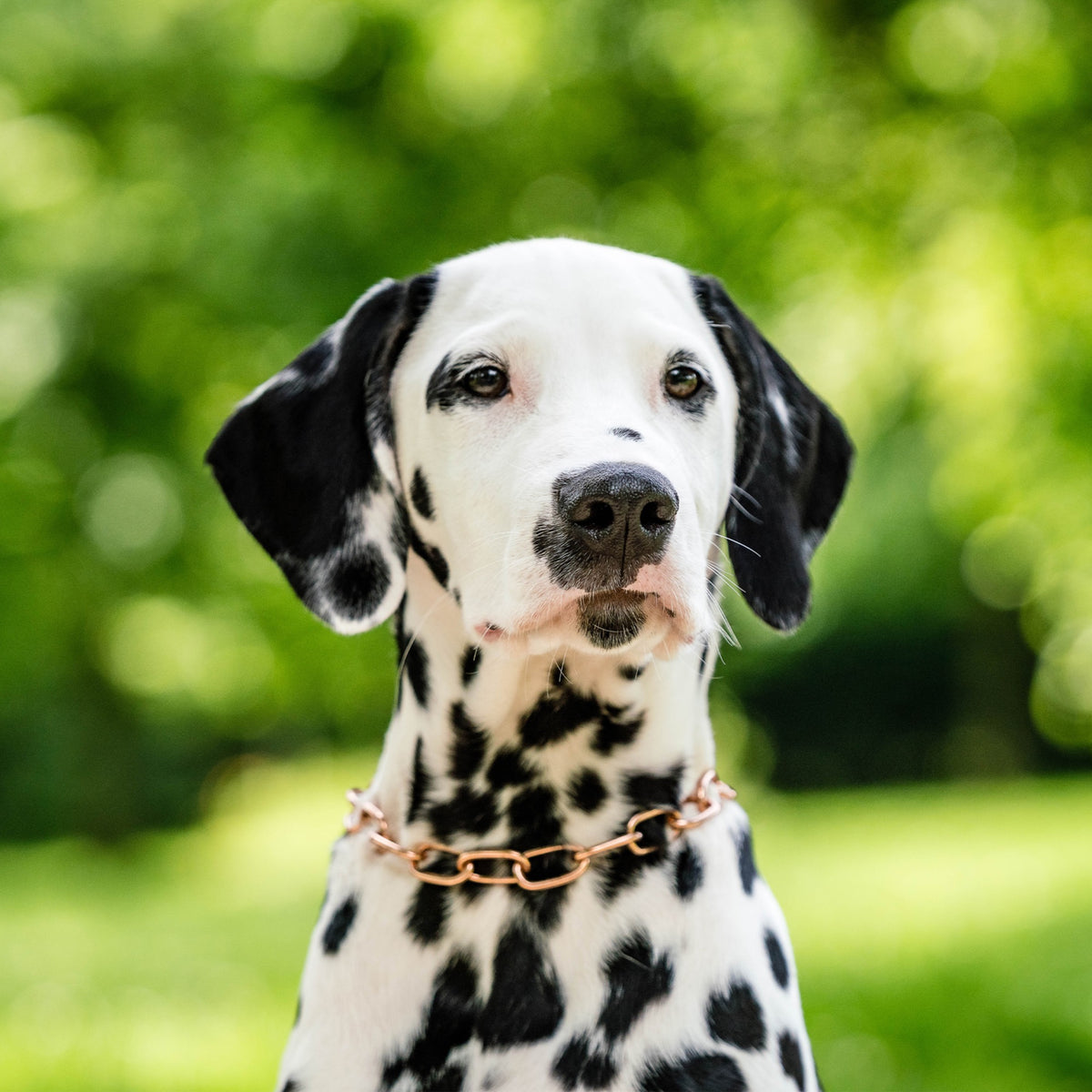 Collier étrangleur Curogan – Chaîne inoxydable sans nickel pour chien – photo 4