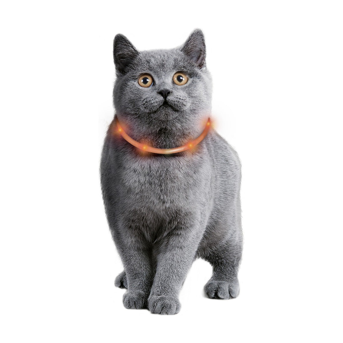 KARLIE Collier lumineux Visio Light – Collier LED rechargeable pour chat – photo 2