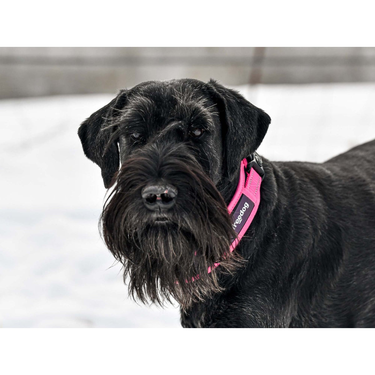 FREEDOG Collier Boréal – Collier réfléchissant pour chien – photo 5