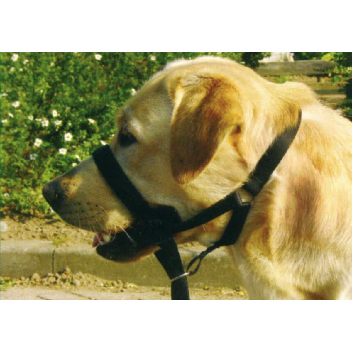 BEEZTEES Dog Control – Licol d'éducation pour chien – photo 2