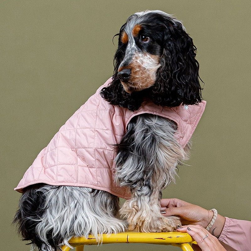 BANDIT Doudoune – Doudoune matelassée en nylon recyclé pour chien – photo 1