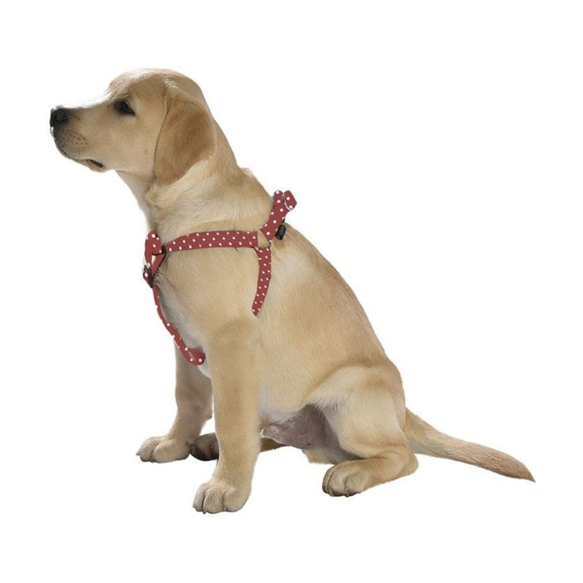 BOBBY Harnais baudrier Pretty – Harnais nylon à pois pour chien – photo 4