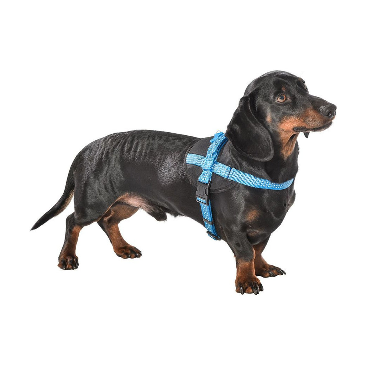 BOBBY Harnais Easy – Harnais réfléchissant facile à enfiler pour chien – photo 5