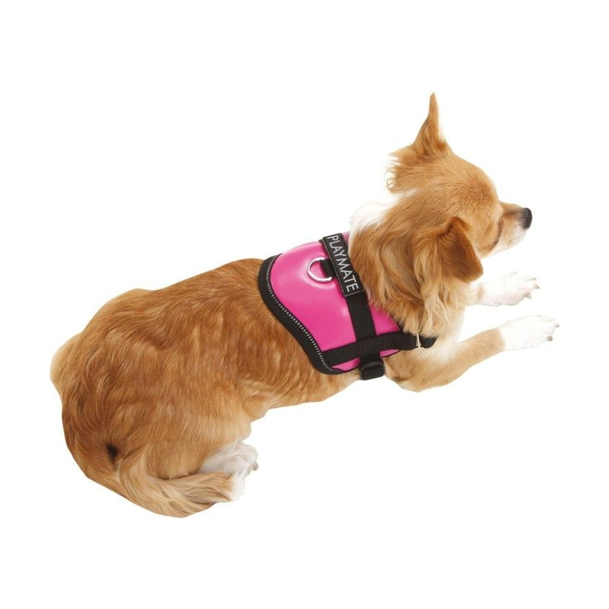 KARLIE Harnais Teeny Weeny – Harnais réglable pour petit chien – photo 5