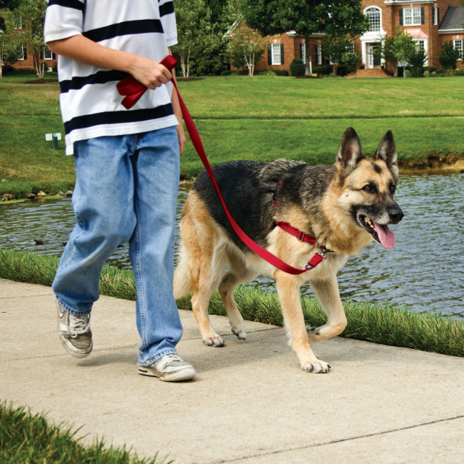 PETSAFE Easy Walk – Harnais anti-traction avec laisse pour chien – photo 3