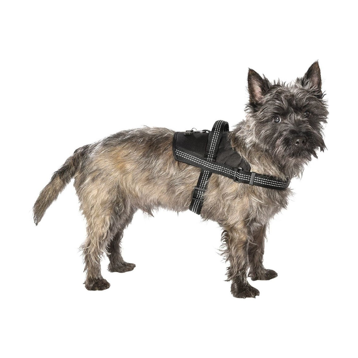 BOBBY Harnais Easy Safe – Harnais réfléchissant facile à enfiler pour chien – photo 5
