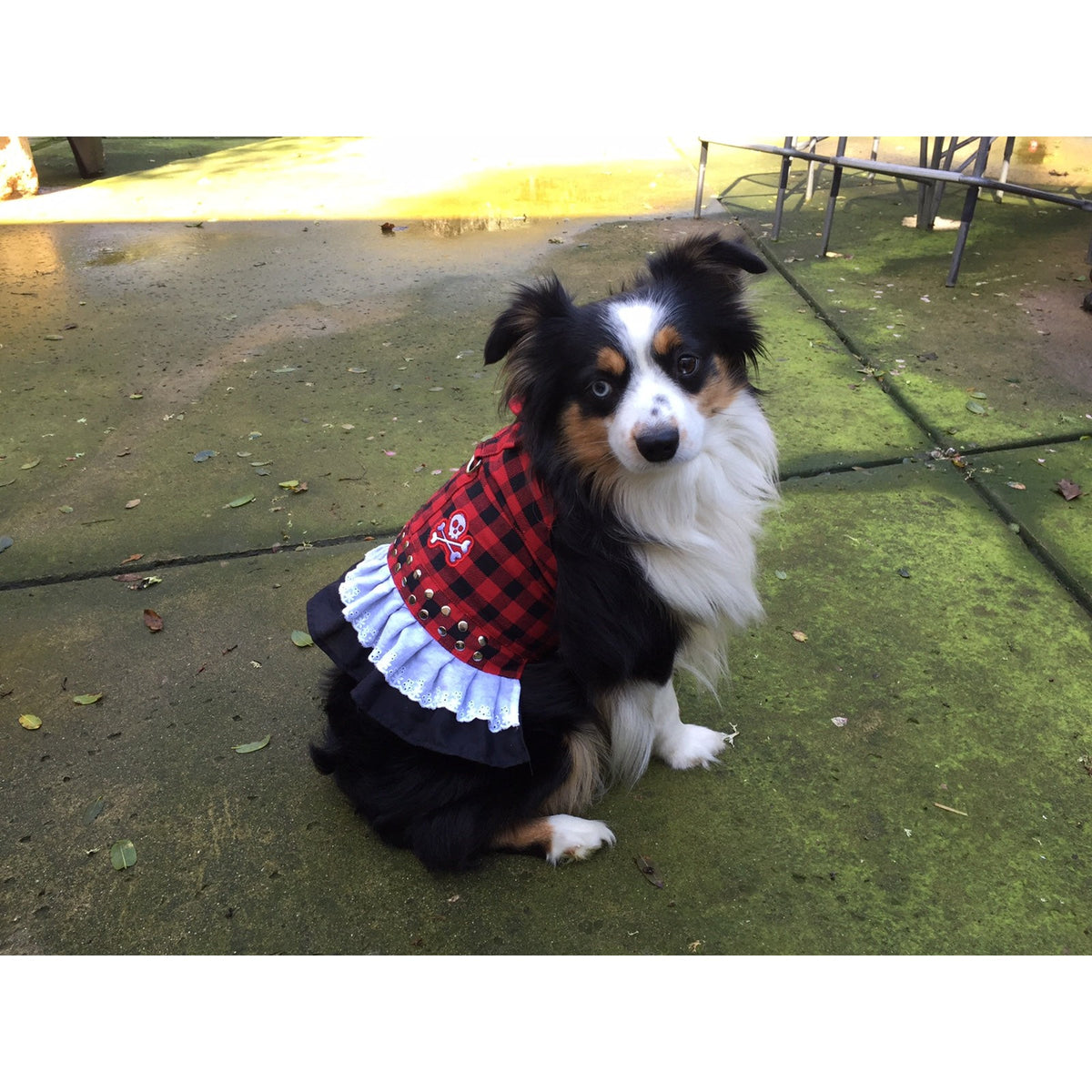 DOGGLES Harnais robe écossaise Biker – Harnais fantaisie pour chienne – photo 2