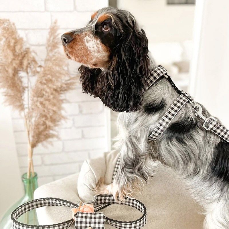 BANDIT Harnais Veni Vidi Vichy – Harnais en H vichy noir et blanc pour chien – photo 2