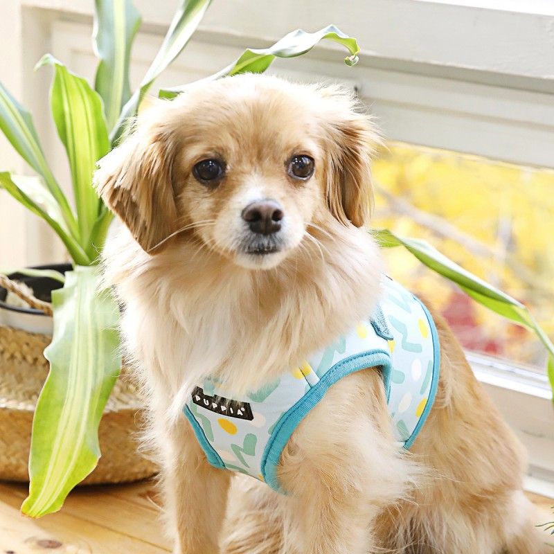 PUPPIA Harnais veste Fête – Harnais à pois et zigzag pour petit chien – photo 3