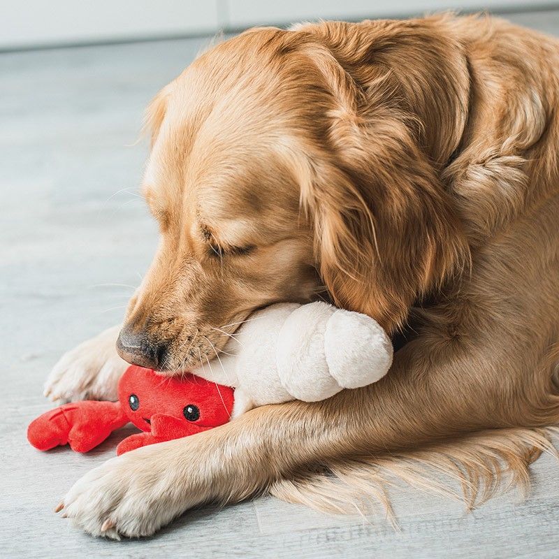 BEEZTEES Crabe et coquillage – Peluche de fouille pour chien – photo 4