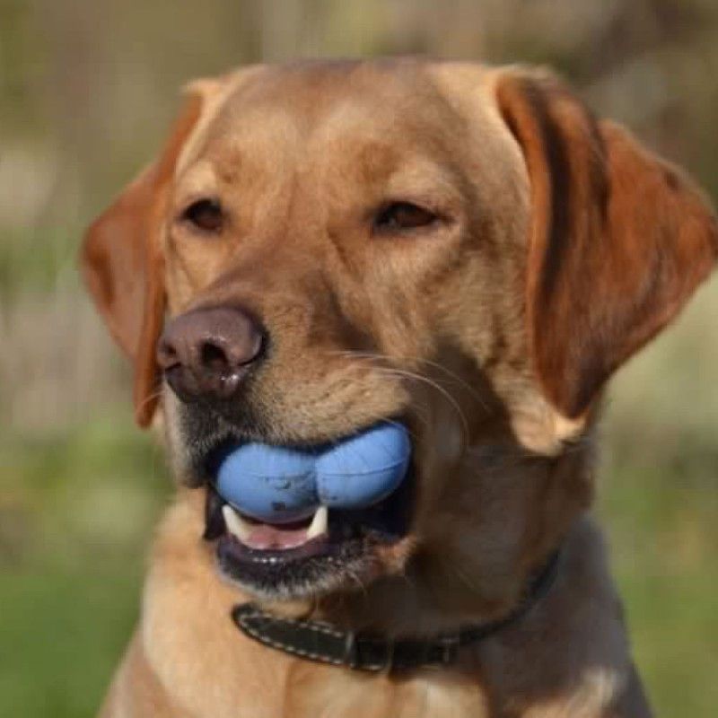 FROGG Grenouille – Jouet distributeur de friandises résistant pour chien – photo 4