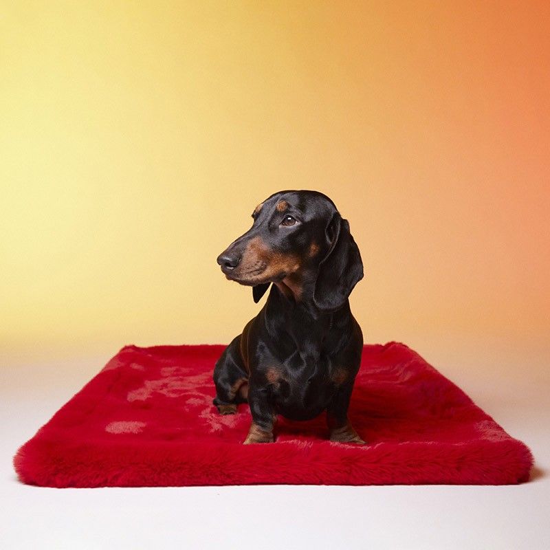 LE TAPIS ROUGE PARIS Tapis Paris – Tapis en fausse fourrure pour chien et chat – photo 1