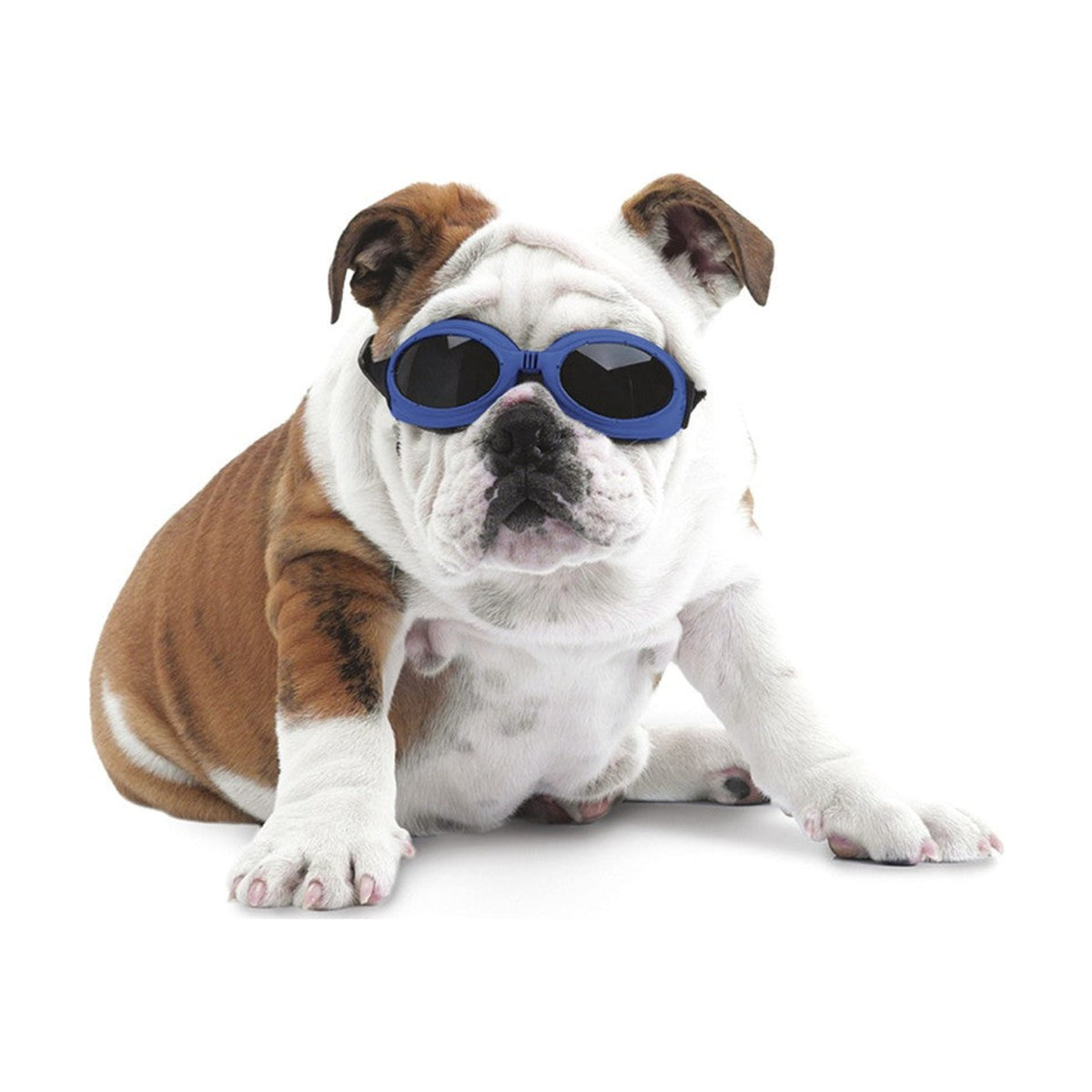 Lunettes de soleil – Lunettes souples pour chien à sangles élastiques – photo 1