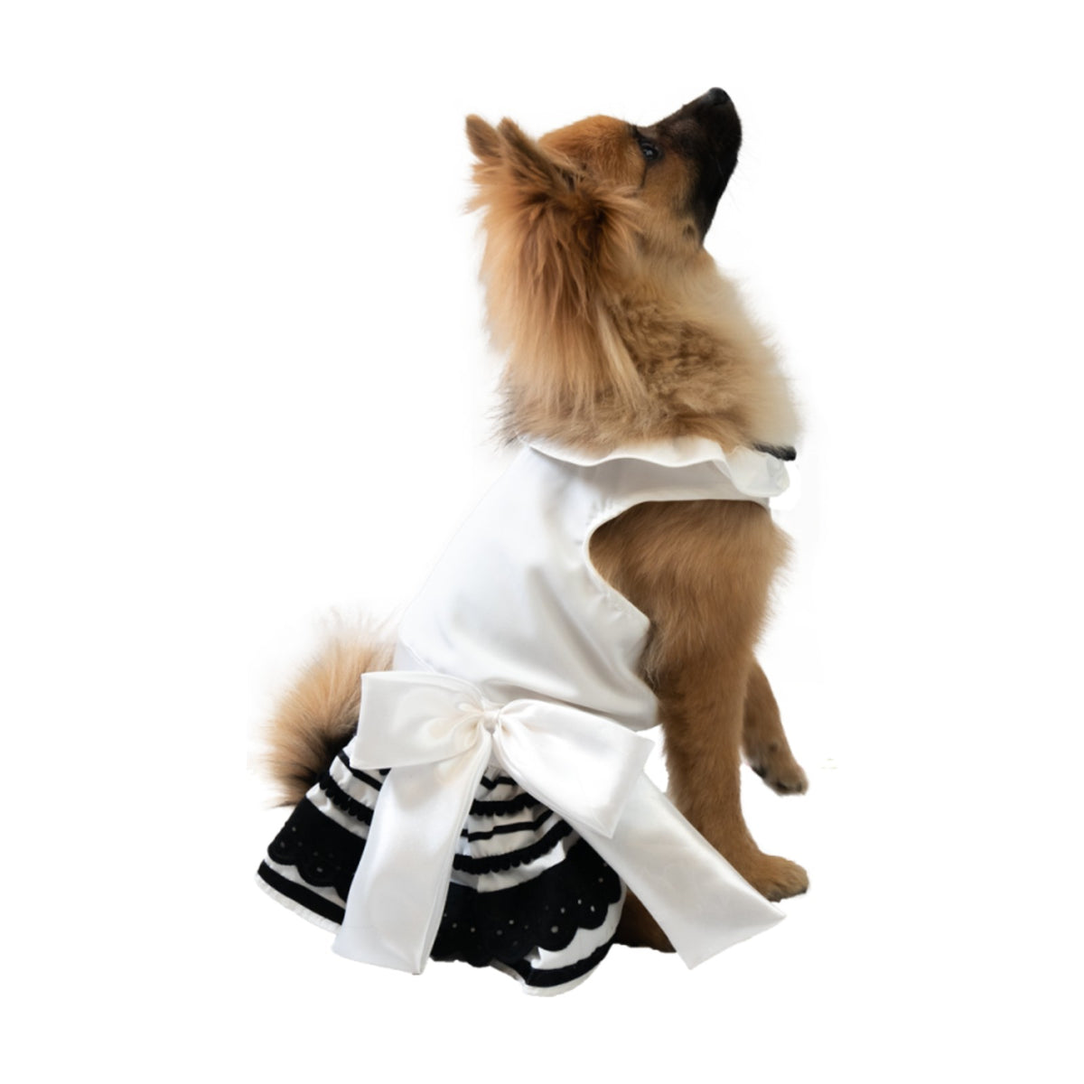 DOGGY DOLLY Robe à volants – Robe blanche et dentelle noire pour chienne – photo 2