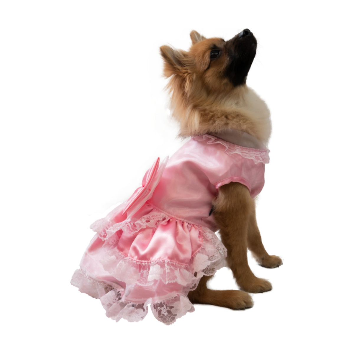 DOGGY DOLLY Robe nœud et dentelle – Robe rose à volants pour petit chien – photo 1
