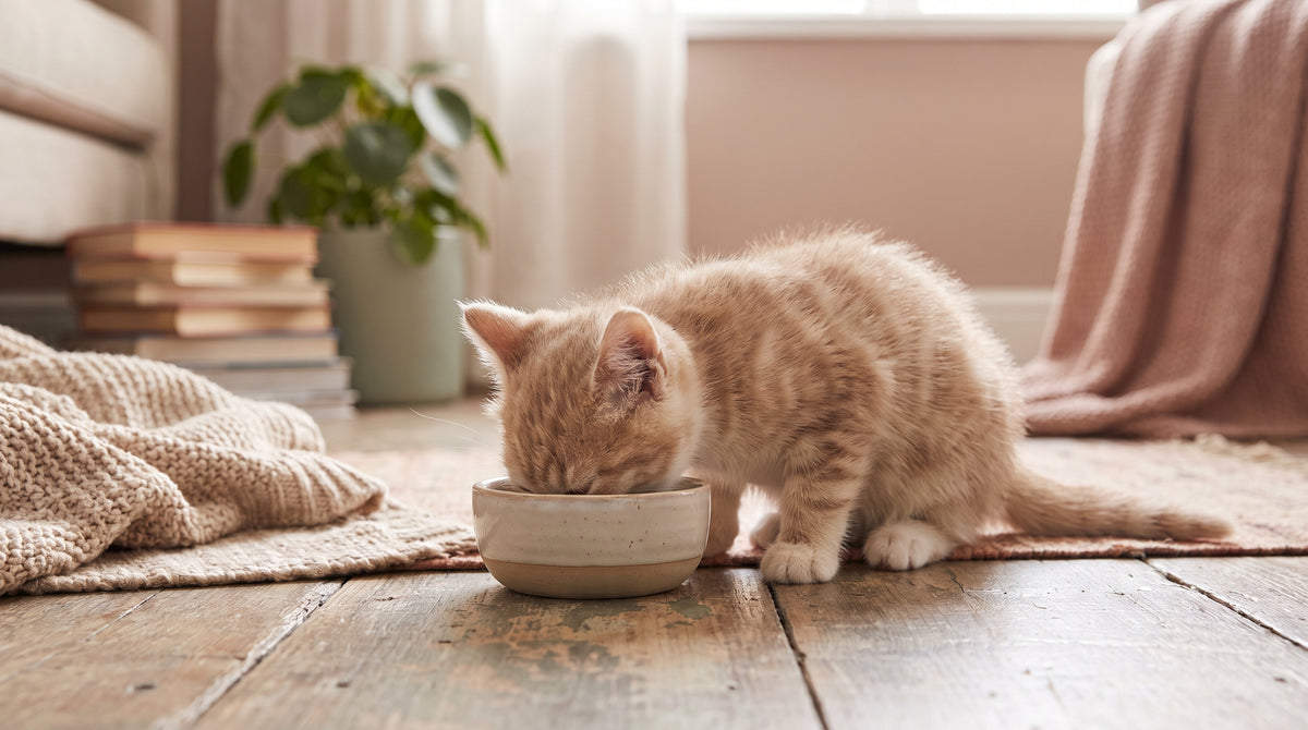 Chaton qui mange des croquettes dans une petite gamelle