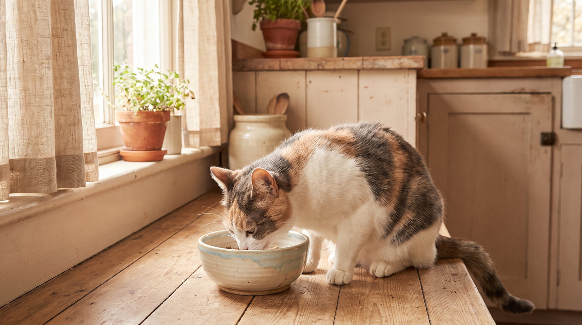 Chat adulte qui mange des croquettes dans une gamelle