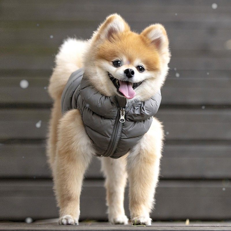 PUPPIA Doudoune Ultralight – Doudoune légère pour chien avec pochette, s - dos 17/19 cm, poitrail 32/34 cm, cou 22/23 cm, m - dos 24/26 cm, poitrail 38/42 cm, cou 25/27 cm ou l - dos 27/29 cm, poitrail 44/48 cm, cou 29/31 cm – photo 5