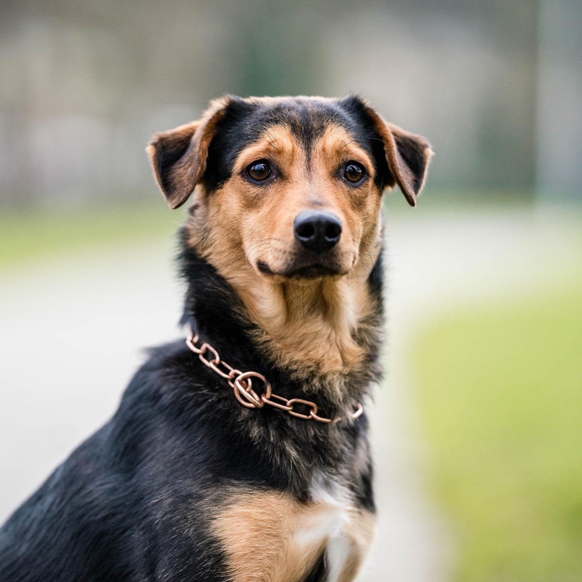 Collier étrangleur Curogan – Chaîne inoxydable sans nickel pour chien – photo 3