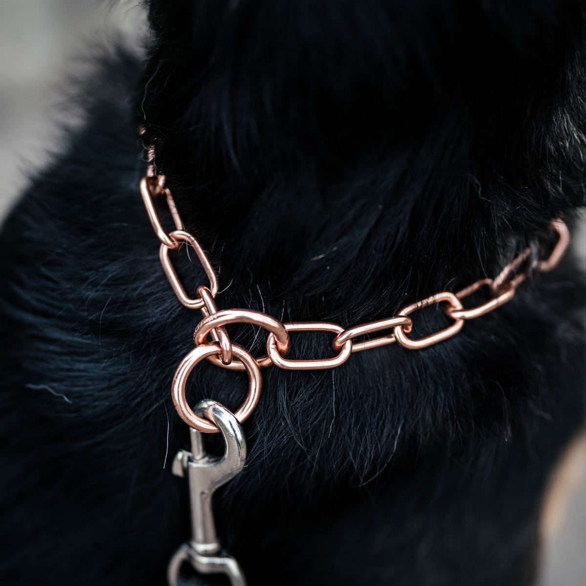 Collier étrangleur Curogan – Chaîne inoxydable sans nickel pour chien – photo 5