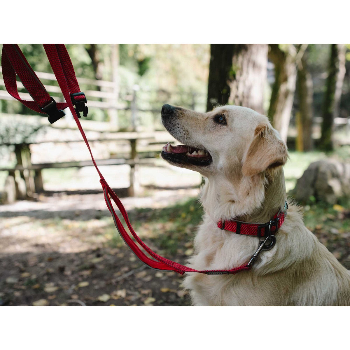 FREEDOG Collier Extrême – Collier nylon doublé néoprène pour chien – photo 4