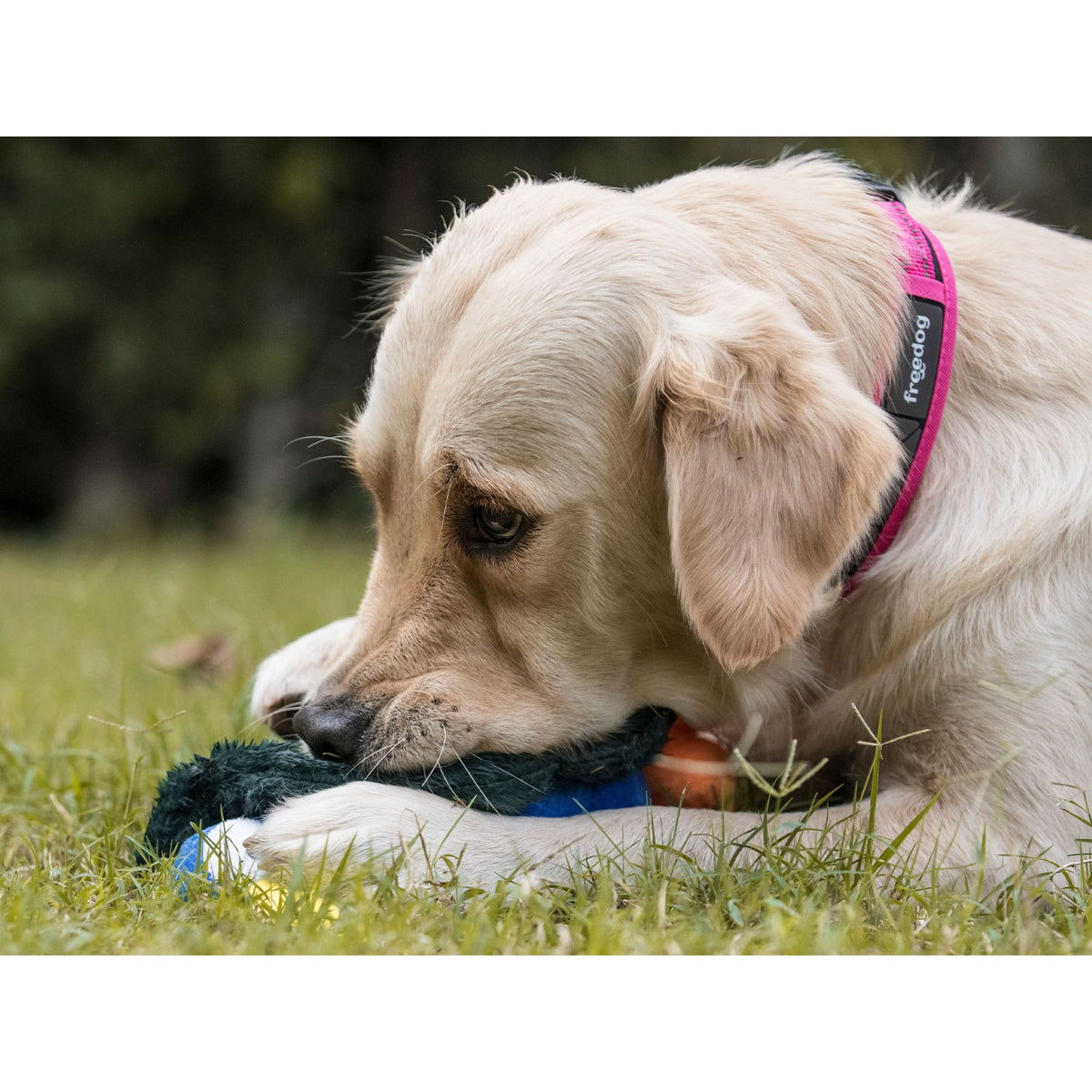 FREEDOG Collier Boréal – Collier réfléchissant pour chien – photo 4