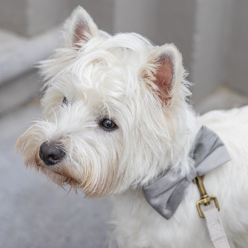 DESIGNED BY LOTTE Collier Velura en velours pour chien – photo 5