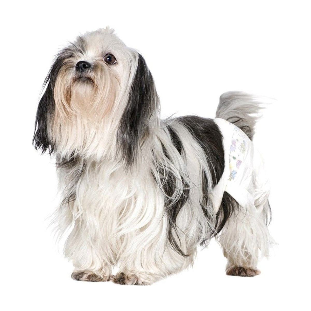 CAMON Couches jetables – Couches à fermeture adhésive pour chien (x12) – photo 7