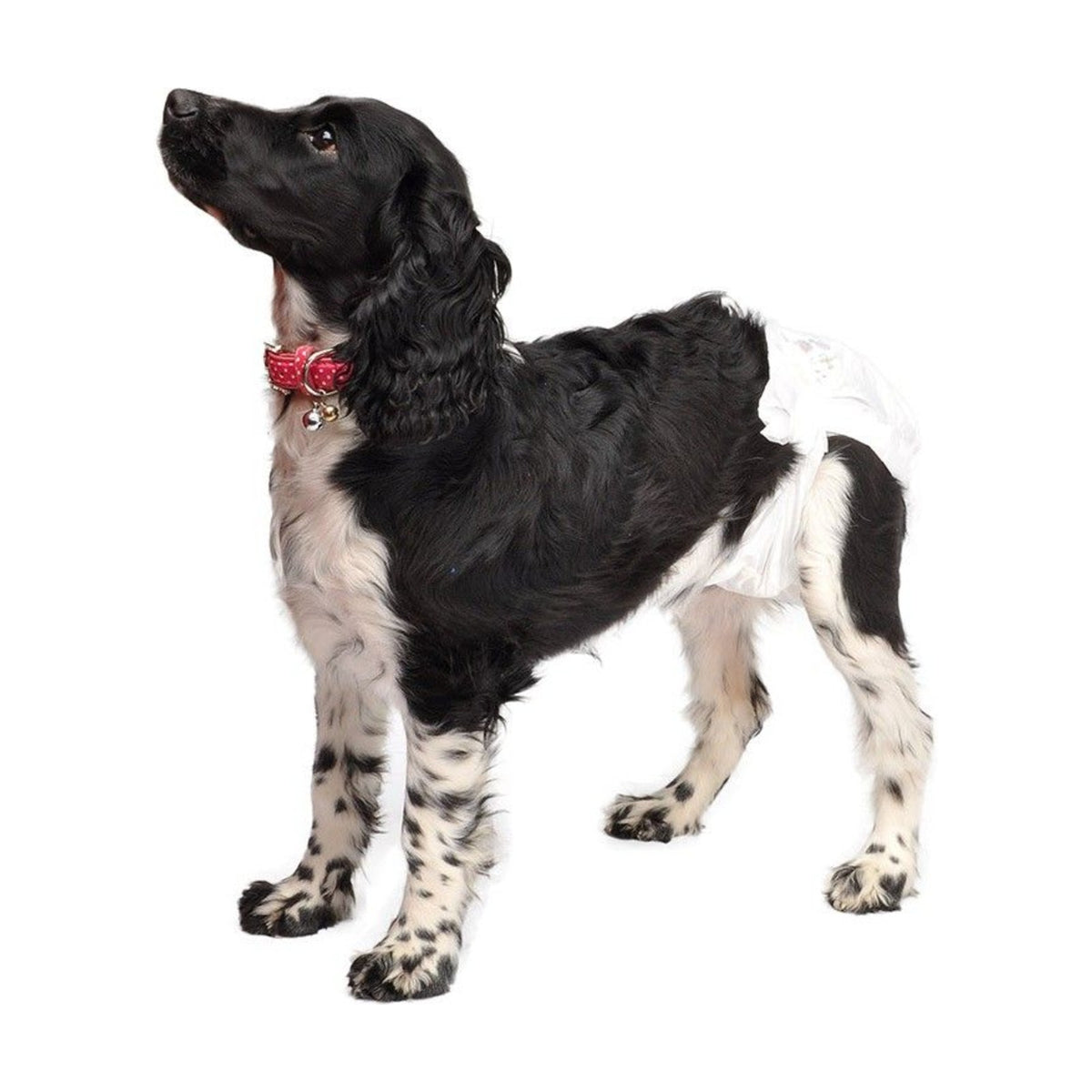 CAMON Couches jetables – Couches à fermeture adhésive pour chien (x12) – photo 8