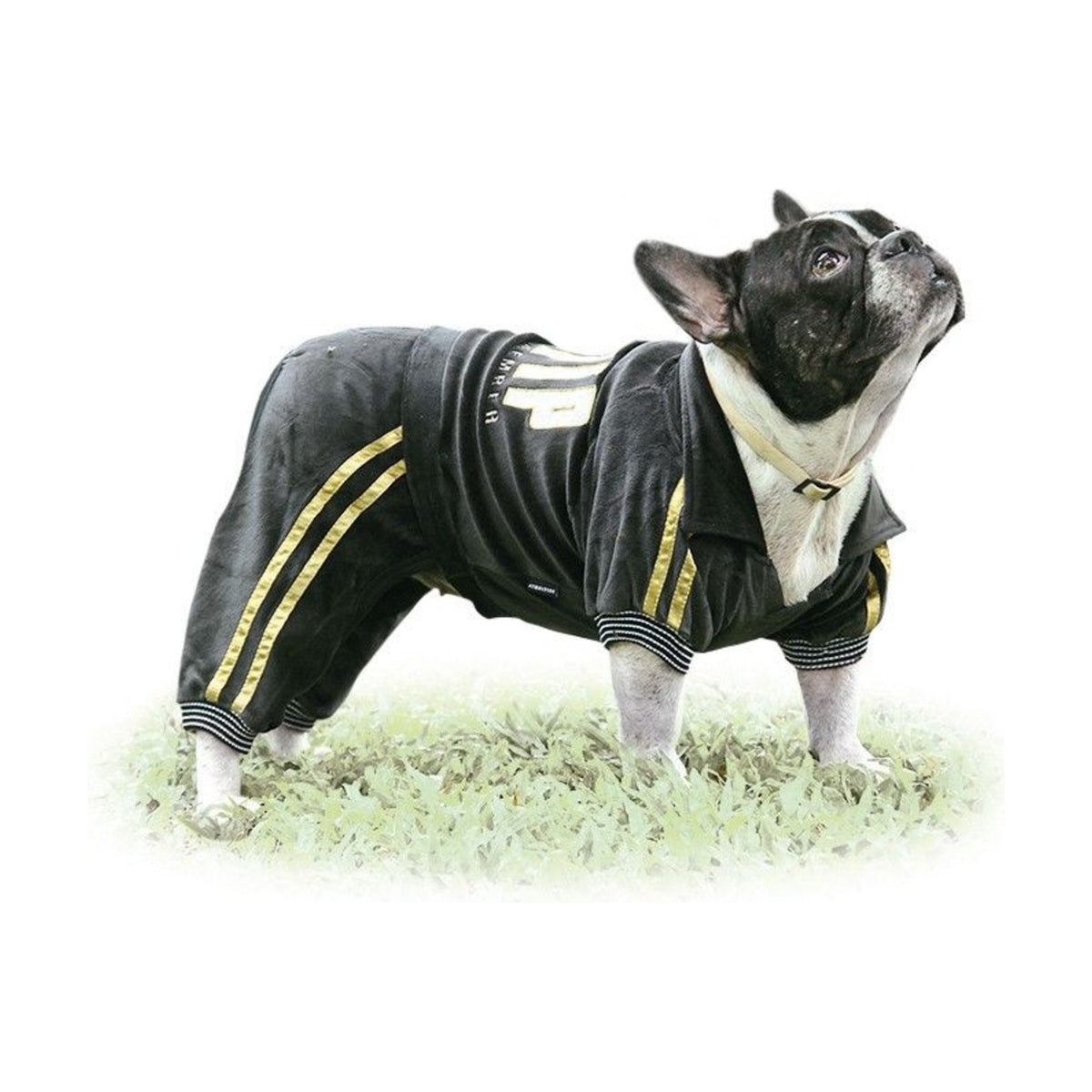 Jogging velours à pattes VIP Bouledogue et Carlin