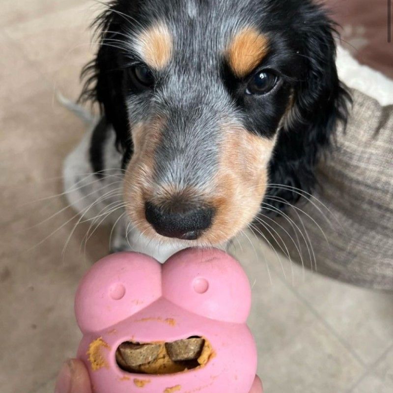 FROGG Grenouille – Jouet distributeur de friandises résistant pour chien – photo 5