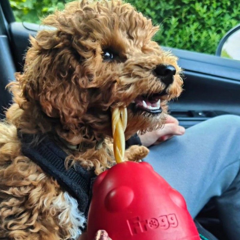 FROGG Œuf – Jouet distributeur résistant pour chien de 8 cm – photo 2
