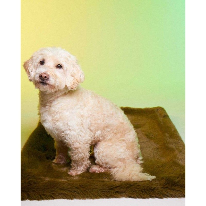 LE TAPIS ROUGE PARIS Tapis Ubud – Tapis fausse fourrure pour chien et chat – photo 3
