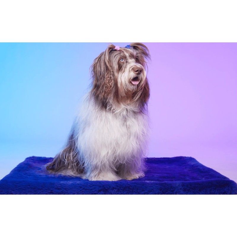 LE TAPIS ROUGE PARIS Tapis Londres – Tapis en fausse fourrure pour chien et chat – photo 2