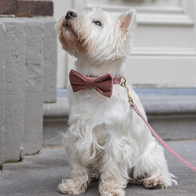 DESIGNED BY LOTTE Nœud papillon Zaza – Nœud en velours pour chien – photo 5