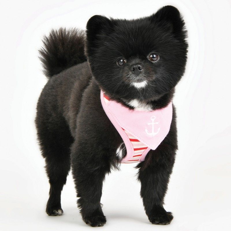 PUPPIA Harnais réglable Seaman – Harnais marinière avec bandana pour petit chien – photo 1