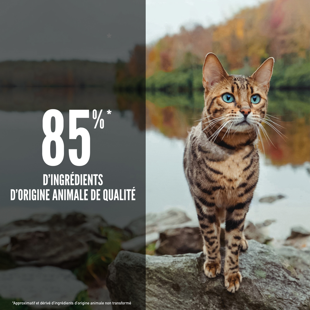Croquettes ORIJEN CAT SIX FISH – photo 3