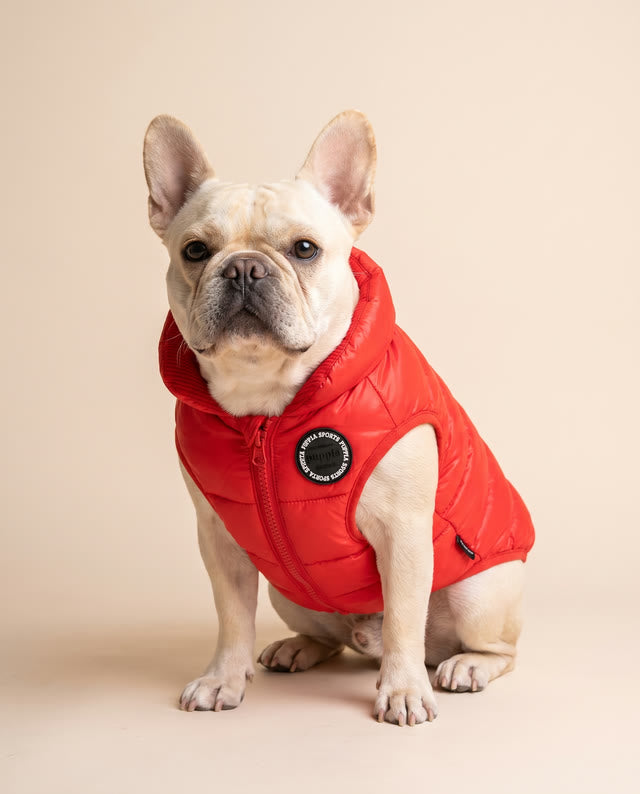 Bouledogue français portant un manteau