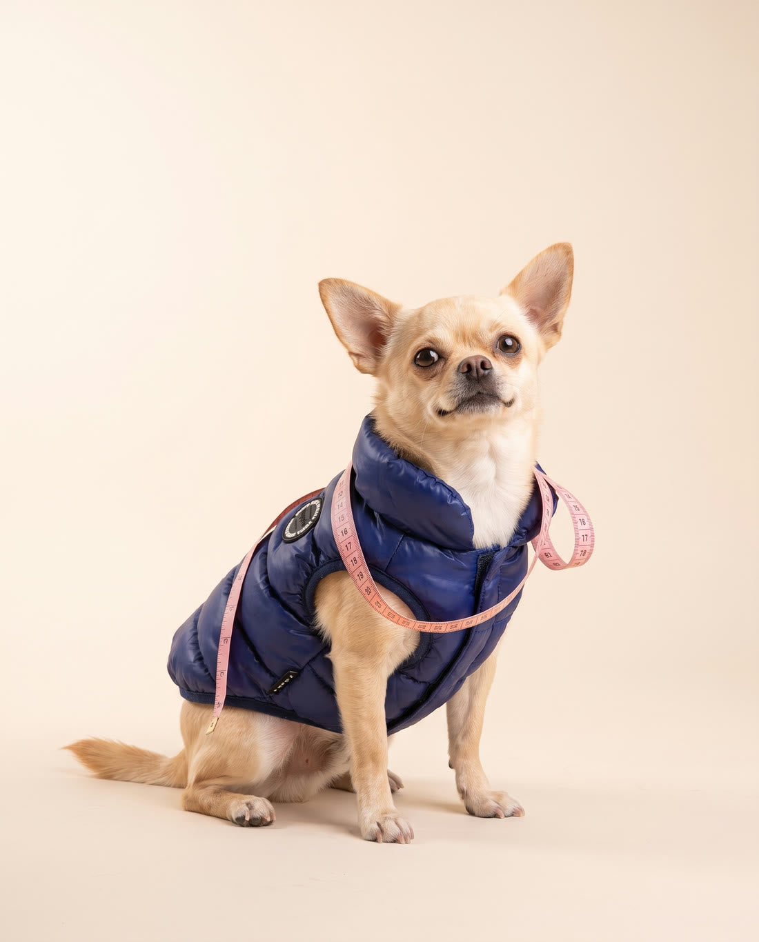 Chihuahua portant une doudoune Puppia bleu marine, avec un mètre ruban